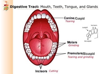 02 digestion | PPT