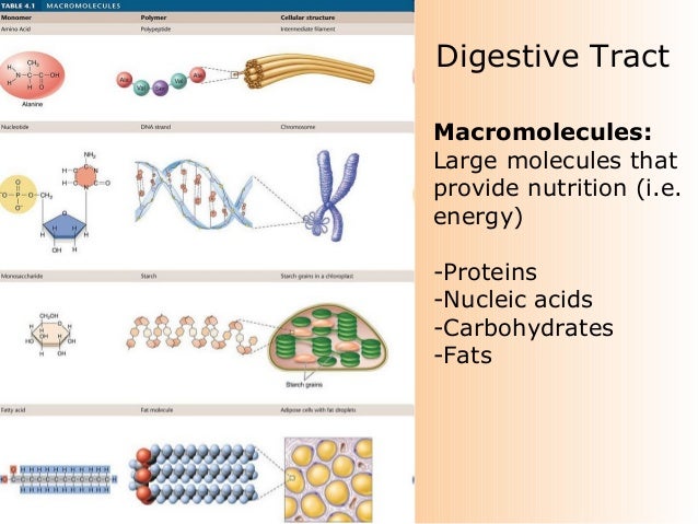 02 digestion