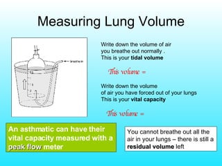 Measuring Lung Volume Write down the volume of air  you breathe out normally  .  This is your  tidal volume Write down the volume  of air you have forced out of your lungs This is your  vital capacity   An asthmatic can have their vital capacity measured with a  peak flow  meter This volume = This volume = You cannot breathe out all the air in your lungs – there is still a  residual volume  left 