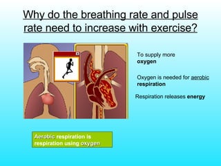 Why do the breathing rate and pulse rate need to increase with exercise? To supply more  oxygen   Oxygen is needed for  aerobic   respiration Respiration releases  energy Aerobic  respiration is respiration using  oxygen 