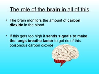 The role of the  brain  in all of this The brain monitors the amount of  carbon dioxide  in the blood If this gets too high it  sends signals to make the lungs breathe faster  to get rid of this poisonous carbon dioxide 