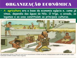 ORGANIZAÇÃO ECONÔMICA
• A agricultura era a base da economia egípcia e, como já
  vimos, dependia das águas do Nilo. O trigo, a cevada, os
  legumes e as uvas constituíam as principais culturas.
 