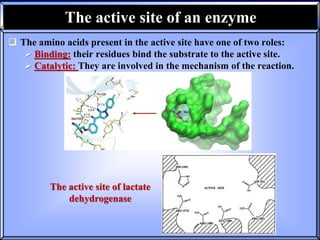 02- Enzymes structure and function.pptx
