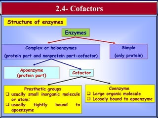02- Enzymes structure and function.pptx