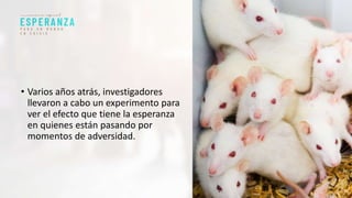 • Varios años atrás, investigadores
llevaron a cabo un experimento para
ver el efecto que tiene la esperanza
en quienes están pasando por
momentos de adversidad.
 