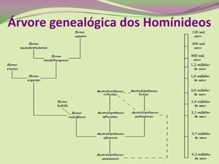 Árvore genealógica dos Homínideos
 