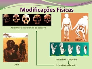 Modificações Físicas
Pele
Aumento do tamanho do cérebro
Esqueleto – Bipedia
Libertação da mão
 
