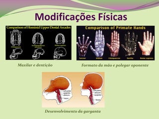 Modificações Físicas
Maxilar e dentição Formato da mão e polegar oponente
Desenvolvimento da garganta
 