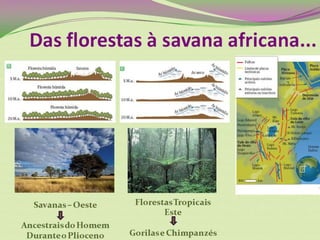Savanas
Este
Antepassados do Homem
Durante o Plioceno
(5 M.a. – 2 M. a.
Florestas Tropicais
Oeste
Gorilas e Chimpanzés
África
O Berço da Humanidade
 