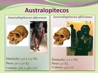 Australopitecos africanus
Datação: 3 a 2 Ma
Peso: 40 Kg
Crânio: 440 cm
Australopitecos
Australopitecos afarensis
Datação: 3,9 a 2,9 Ma
Peso: 30 a 40 Kg
Crânio: 380 a 480 cm3
 