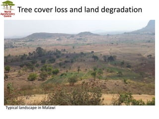 Tree cover loss and land degradation
Typical landscape in Malawi
 