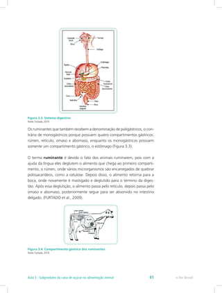 Figura 3.3: Sistema digestivo
Fonte: Furtado, 2010
Os ruminantes que também recebem a denominação de poligástricos, o con-
trário de monogástricos porque possuem quatro compartimentos gástricos:
rúmen, retículo, omaso e abomaso, enquanto os monogástricos possuem
somente um compartimento gástrico, o estômago (Figura 3.3).
O termo ruminante é devido o fato dos animais ruminarem, pois com a
ajuda da língua eles deglutem o alimento que chega ao primeiro comparti-
mento, o rúmen, onde vários microrganismos são encarregados de quebrar
polissacarídeos, como a celulose. Depois disso, o alimento retorna para a
boca, onde novamente é mastigado e deglutido para o término da diges-
tão. Após essa deglutição, o alimento passa pelo retículo, depois passa pelo
omaso e abomaso, posteriormente segue para ser absorvido no intestino
delgado. (FURTADO et al., 2009).
Figura 3.4: Compartimento gástrico dos ruminantes
Fonte: Furtado, 2010
e-Tec Brasil
Aula 3 - Subprodutos da cana-de-açúcar na alimentação animal 41
 
