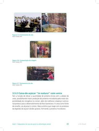 Figuras 3.5: Enchimento do silo
Fonte: Furtado, 2010
Figura 3.6: Compactação da silagem
Fonte: Furtado, 2010
Figura 3.7: Fechamento do silo
Fonte: Furtado, 2010
3.5.2 Cana-de-açúcar “in natura“ com ureia
Tem a função de elevar a quantidade de proteína bruta com a adição da
ureia, possibilitando maior produção de proteína microbiana pela maior dis-
ponibilidade de nitrogênio no rúmen, além de melhorar o balanço nutricio-
nal proteico para o desenvolvimento da flora bacteriana. A ureia como fonte
de enxofre, ao alcançar o rúmen, libera amônia que reage com os produtos
da digestão do açúcar (ácidos graxos), formando a proteína microbiana.
e-Tec Brasil
Aula 3 - Subprodutos da cana-de-açúcar na alimentação animal 43
 