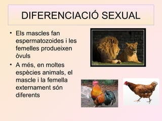 HERMAFRODITES 
• Alguns animals són hermafrodites: tant poden 
produir espermatozoides com òvuls 
• El cuc de terra o el c...