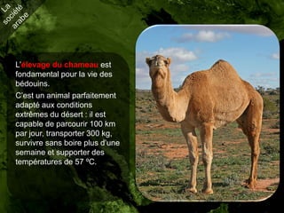 L’élevage du chameau est
fondamental pour la vie des
bédouins.
C’est un animal parfaitement
adapté aux conditions
extrêmes du désert : il est
capable de parcourir 100 km
par jour, transporter 300 kg,
survivre sans boire plus d’une
semaine et supporter des
températures de 57 ºC.
 
