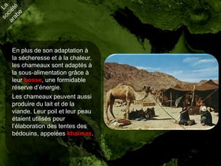 En plus de son adaptation à
la sécheresse et à la chaleur,
les chameaux sont adaptés à
la sous-alimentation grâce à
leur bosse, une formidable
réserve d’énergie.
Les chameaux peuvent aussi
produire du lait et de la
viande. Leur poil et leur peau
étaient utilisés pour
l’élaboration des tentes des
bédouins, appelées khaïmas.
 