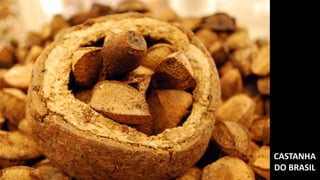 CASTANHA
DO BRASIL
 