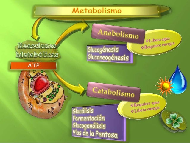 Mejores ideas el poder del metabolismo amazon
