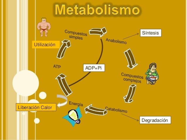 Metabolismo acidos organicos