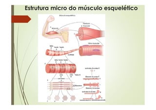 Estrutura micro do músculo esquelético
 