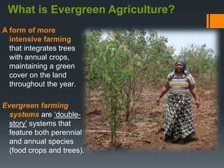 An exploration of evergreen agriculture approaches for scaling up in East Africa