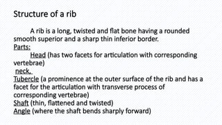 02-Musculoskeletal System ( anatomy lacture ) | PPTX