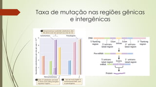 Taxa de mutação nas regiões gênicas
e intergênicas
 