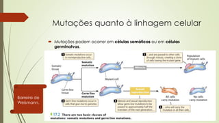 Mutações quanto à linhagem celular
 Mutações podem ocorrer em células somáticas ou em células
germinatvas.
Barreira de
Weismann.
 