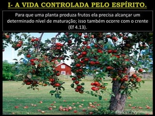 Para que uma planta produza frutos ela precisa alcançar um
determinado nível de maturação; isso também ocorre com o crente
(Ef 4.13).
 
