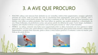 3. A AVE QUE PROCURO
• MACHO: cabeça com máscara bem definida na cor vermelha, ombros bem pigmentados, uropígio (glândula
próxima da cauda, onde as pontas das asas se encontram) bem pigmentado, peito pouco colorido, com o
restante do corpo o mais branco possível, o que dará o contraste na ave. Pés sem mancha, bem formados, sem
defeito, com todas as unhas presentes. Bico sem falhas ou quebras, que podem prejudicar a alimentação da
ave. Penas brilhantes, de preferência curtas, sem penas saindo da silhueta do corpo. Canto limpo, facilidade e
respirar, sem chiados (colocar a ave próximo a seu ouvido para escutar se “chia”), bom tamanho.
• FÊMEA: na cabeça, somente uma linha suave pigmentada entre os olhos, formando um risco apenas é o ideal
para concurso, no meu caso, quero fêmeas o mais mascaradas possível, para formar bons machos, ombros bem
pigmentados, uropígio bem marcado, peito e dorso o mais branco possível. O restante é como no macho, pois
trata-se da saúde da ave.
o Macho Fêmea
• Fonte: FOB
 