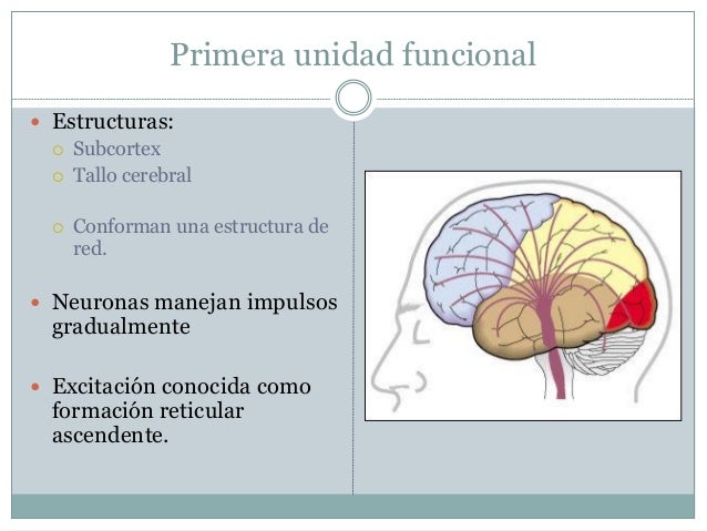 Organización funcional del cerebro