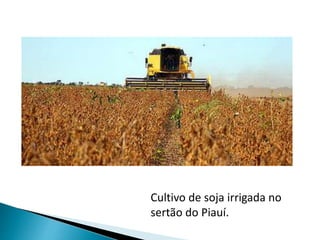 Cultivo de soja irrigada no 
sertão do Piauí. 
 