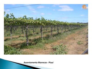 Assentamento Marrecas - Piauí 
 