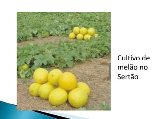 Cultivo de 
melão no 
Sertão 
 