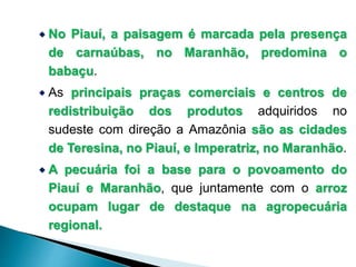  No Piauí, a paisagem é marcada pela presença 
de carnaúbas, no Maranhão, predomina o 
babaçu. 
 As principais praças comerciais e centros de 
redistribuição dos produtos adquiridos no 
sudeste com direção a Amazônia são as cidades 
de Teresina, no Piauí, e Imperatriz, no Maranhão. 
 A pecuária foi a base para o povoamento do 
Piauí e Maranhão, que juntamente com o arroz 
ocupam lugar de destaque na agropecuária 
regional. 
 