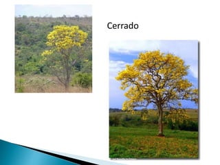 Cerrado 
 