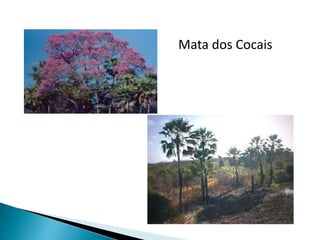 Mata dos Cocais 
 