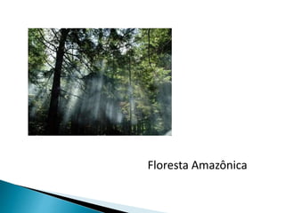 Floresta Amazônica 
 