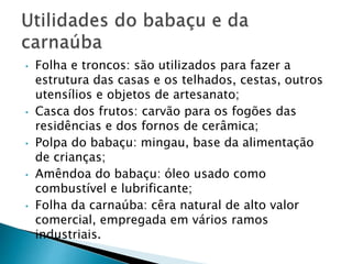 • Folha e troncos: são utilizados para fazer a 
estrutura das casas e os telhados, cestas, outros 
utensílios e objetos de artesanato; 
• Casca dos frutos: carvão para os fogões das 
residências e dos fornos de cerâmica; 
• Polpa do babaçu: mingau, base da alimentação 
de crianças; 
• Amêndoa do babaçu: óleo usado como 
combustível e lubrificante; 
• Folha da carnaúba: cêra natural de alto valor 
comercial, empregada em vários ramos 
industriais. 
 