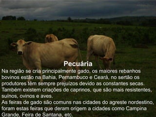 Pecuária 
Na região se cria principalmente gado, os maiores rebanhos 
bovinos estão na Bahia, Pernambuco e Ceará, no sertão os 
produtores têm sempre prejuízos devido as constantes secas. 
Também existem criações de caprinos, que são mais resistentes, 
suínos, ovinos e aves. 
As feiras de gado são comuns nas cidades do agreste nordestino, 
foram estas feiras que deram origem a cidades como Campina 
Grande, Feira de Santana, etc. 
 