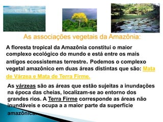 As associações vegetais da Amazônia: 
A floresta tropical da Amazônia constitui o maior 
complexo ecológico do mundo e está entre os mais 
antigos ecossistemas terrestre. Podemos o complexo 
vegetal amazônico em duas áreas distintas que são: Mata 
de Várzea e Mata de Terra Firme. 
As várzeas são as áreas que estão sujeitas a inundações 
na época das cheias, localizam-se ao entorno dos 
grandes rios. A Terra Firme corresponde as áreas não 
inundáveis e ocupa a a maior parte da superfície 
amazônica. 
 