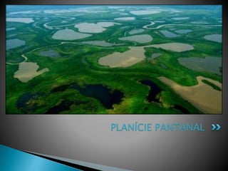 PLANÍCIE PANTANAL 
 