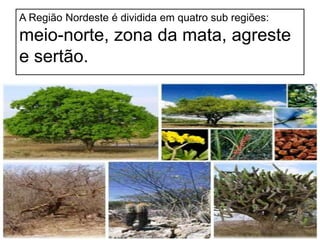 A Região Nordeste é dividida em quatro sub regiões: 
meio-norte, zona da mata, agreste 
e sertão. 
 