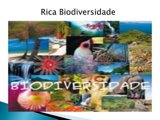 Rica Biodiversidade 
 
