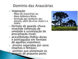  Vegetação 
◦ Mata de araucárias ou 
◦ Mata Atlântica Mista 
◦ formada por pinheiro-do-paraná, 
além da erva-mate e o 
cedro. 
 formato de guarda-chuva 
invertido (retenção de 
umidade e sustentação de 
precipitação nival); 
 aciculifoliada (folhas duras 
e pontiagudas em formato 
de agulhas/espinhos); 
 árvores separadas por sexo 
(machos e fêmeas); 
 pinhões que alimentam os 
animais de pequeno porte. 
 