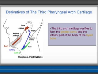 Comprehensive Overview of Pharyngeal Arches Development and Derivatives ...