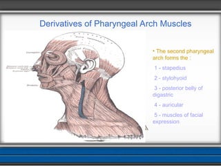 Comprehensive Overview of Pharyngeal Arches Development and Derivatives ...