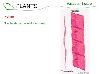 PLANTS
Xylem
Tracheids vs. vessel elements
Vascular tissue
 