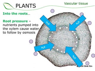 PLANTS
Into the roots…
Root pressure –
nutrients pumped into
the xylem cause water
to follow by osmosis
Vascular tissue
 