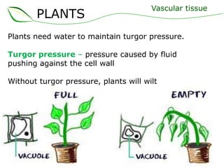 PLANTS
Plants need water to maintain turgor pressure.
Turgor pressure – pressure caused by fluid
pushing against the cell wall
Without turgor pressure, plants will wilt
Vascular tissue
 
